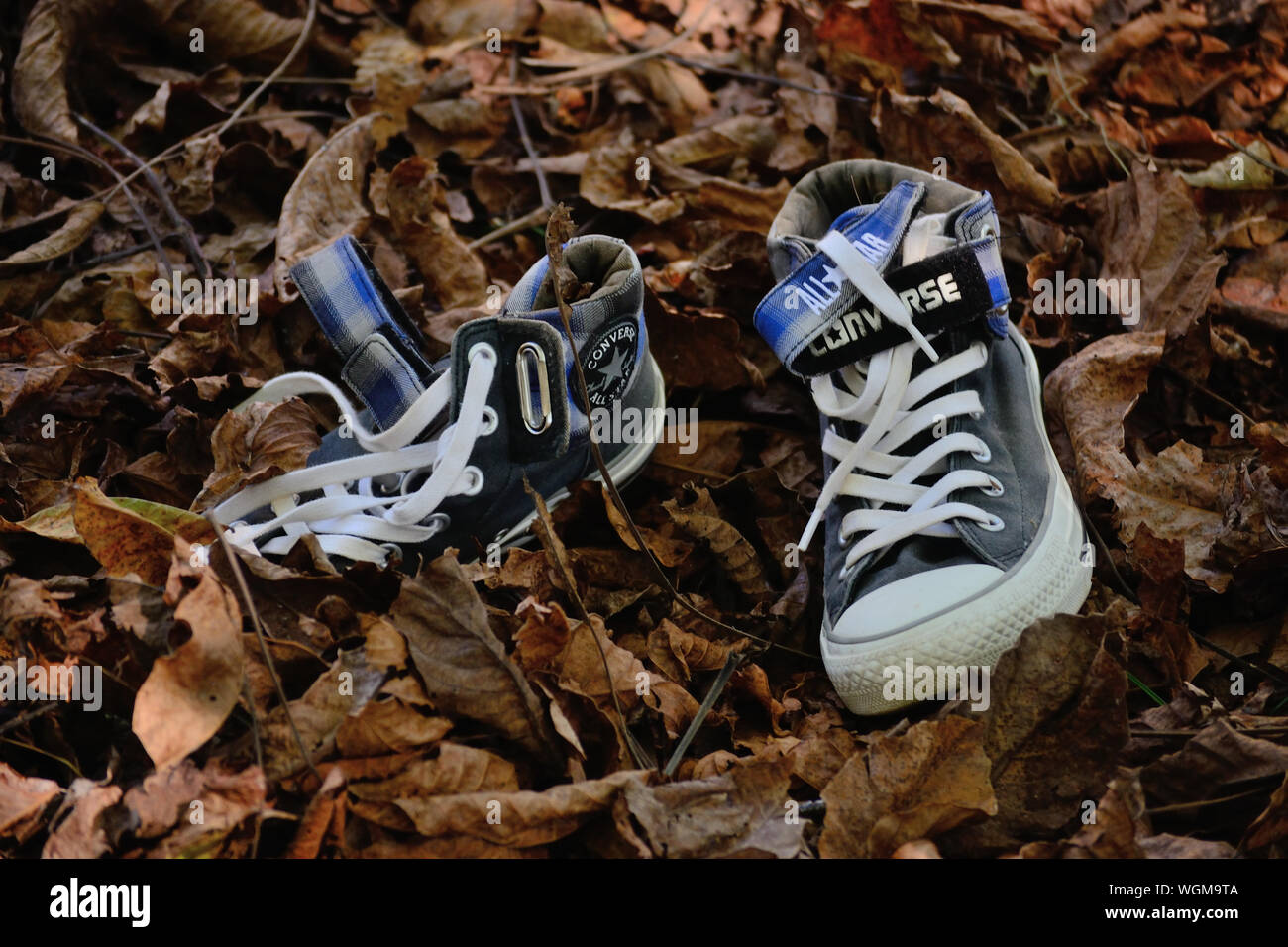 Converse All-star sneakers sur une des feuilles tombées à l'automne Banque D'Images
