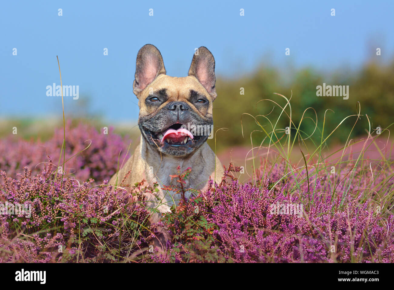 Portrait d'une belle petite brown Bouledogue français chien assis dans un champ de fleurs violet heather Calluna vulgaris 'plantes' Banque D'Images