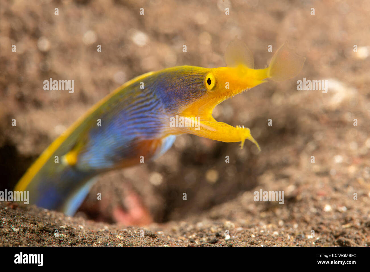 Un ruban bleu coloré se moque de l'anguille de sable hors de son terrier, un habitat qu'il utilise pour rester à l'abri des prédateurs. Banque D'Images