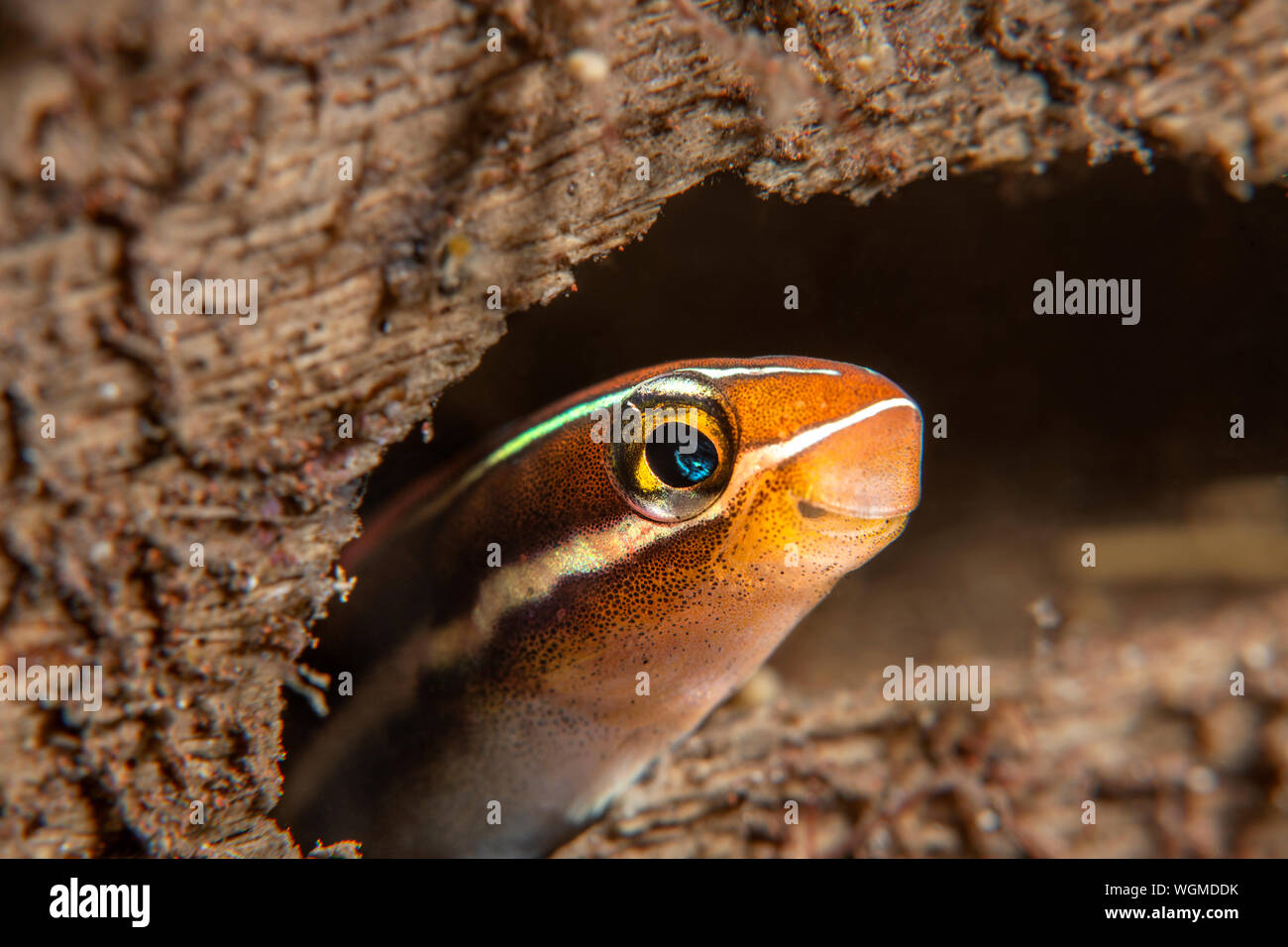 Un petit bar rayé bleu blennies fang se profile à l'angle d'une crevasse rocheuse. Banque D'Images