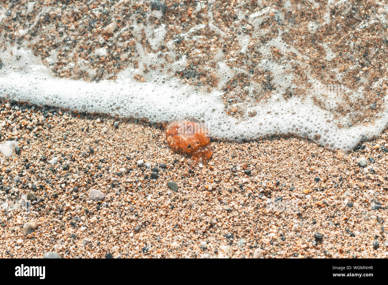 Vue de dessus de méduses échouées couvrant de mousse de l'eau de mer Banque D'Images