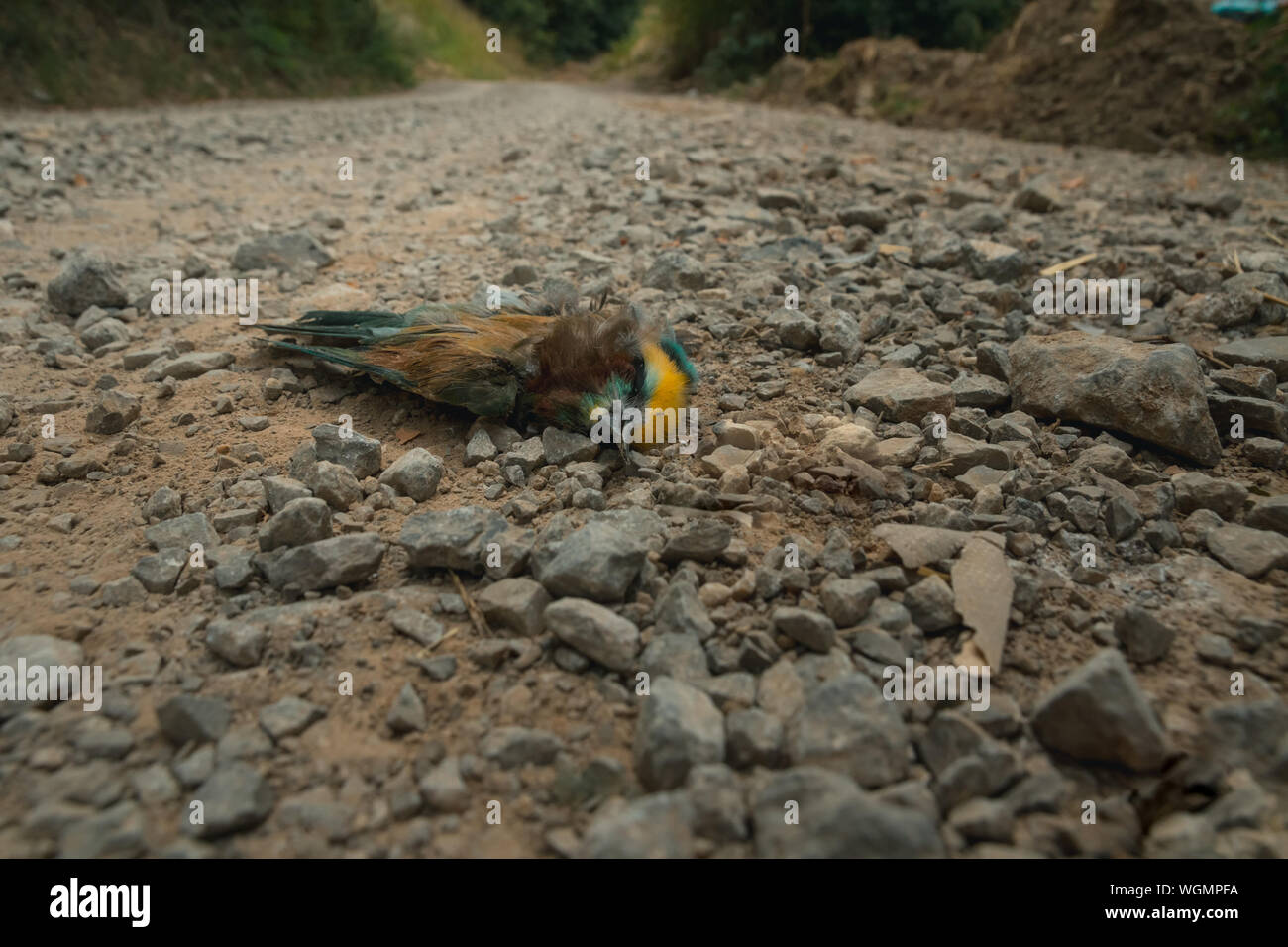 Low angle view of dead bee-eater portant sur le sol Banque D'Images