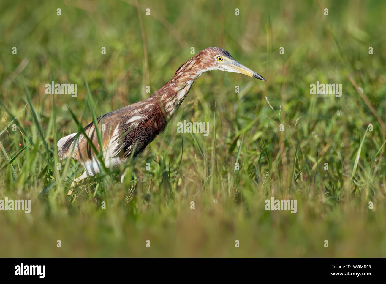 - Crabier blanc chinois Ardeola Bacchus est un oiseau d'eau douce de l'Asie de l'Est de la famille des hérons, (Ardeidae). La chasse sur la prairie. Banque D'Images