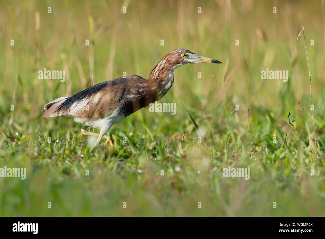 - Crabier blanc chinois Ardeola Bacchus est un oiseau d'eau douce de l'Asie de l'Est de la famille des hérons, (Ardeidae). La chasse sur la prairie. Banque D'Images