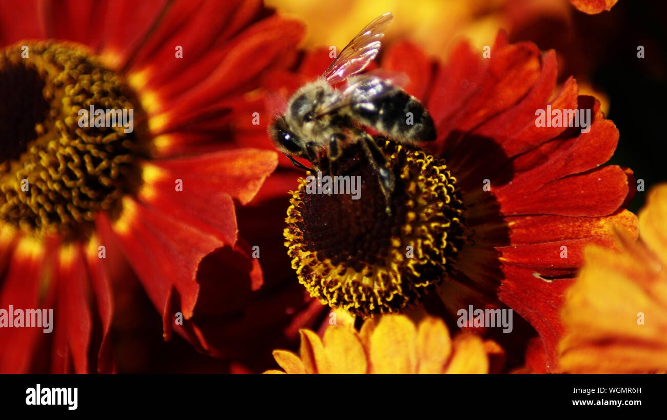 Abeille sur une fleur magnifique Banque D'Images