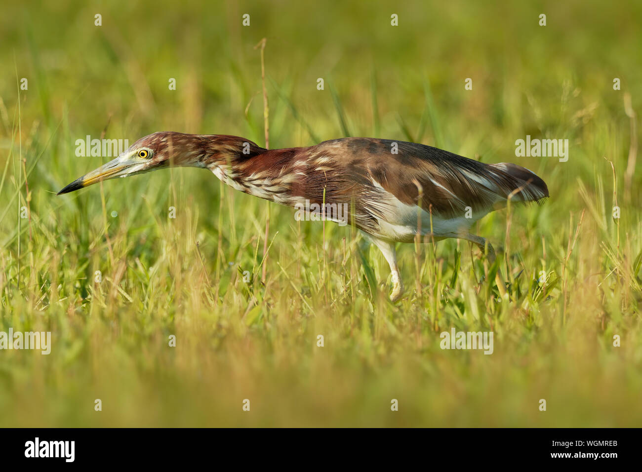 - Crabier blanc chinois Ardeola Bacchus est un oiseau d'eau douce de l'Asie de l'Est de la famille des hérons, (Ardeidae). La chasse sur la prairie. Banque D'Images