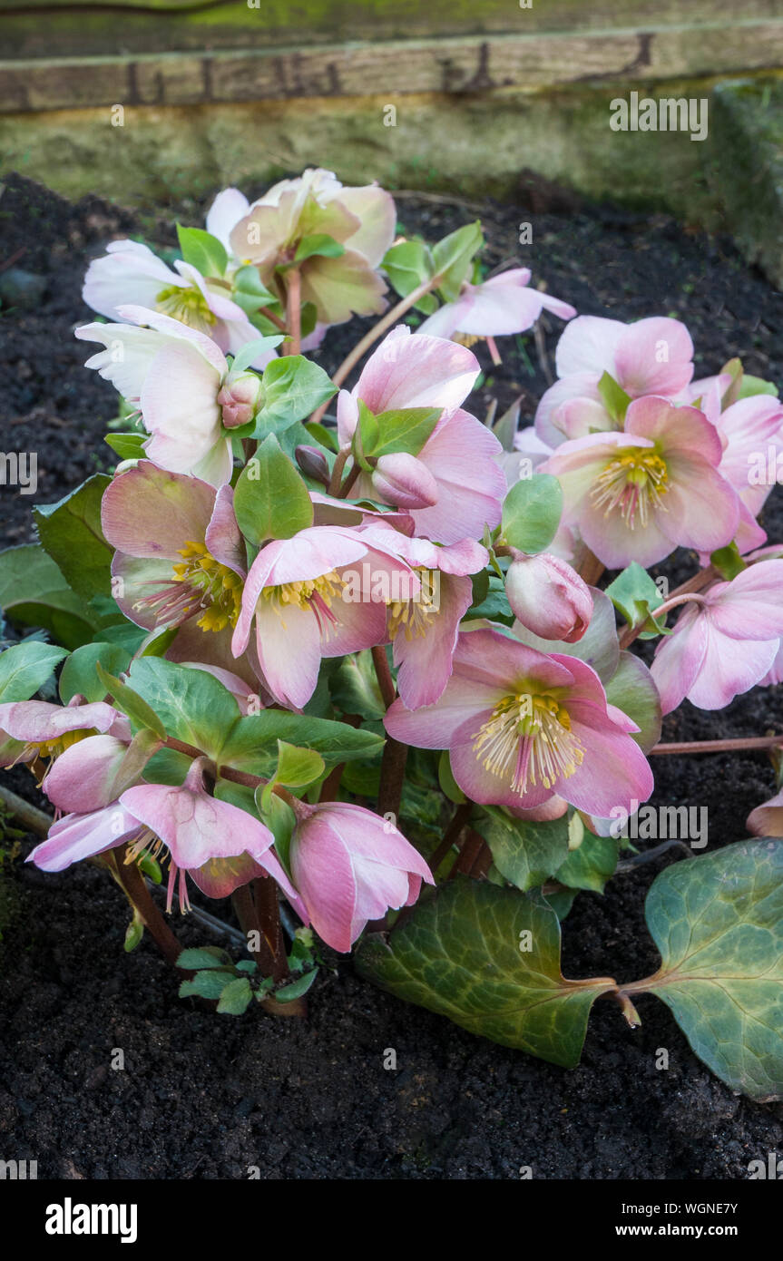 Close up de l'hellébore Rose de floraison Pennys la fin de l'hiver au milieu du printemps un bouquet de vivaces formant frontière ou autre plante qui a du givre hardy Banque D'Images