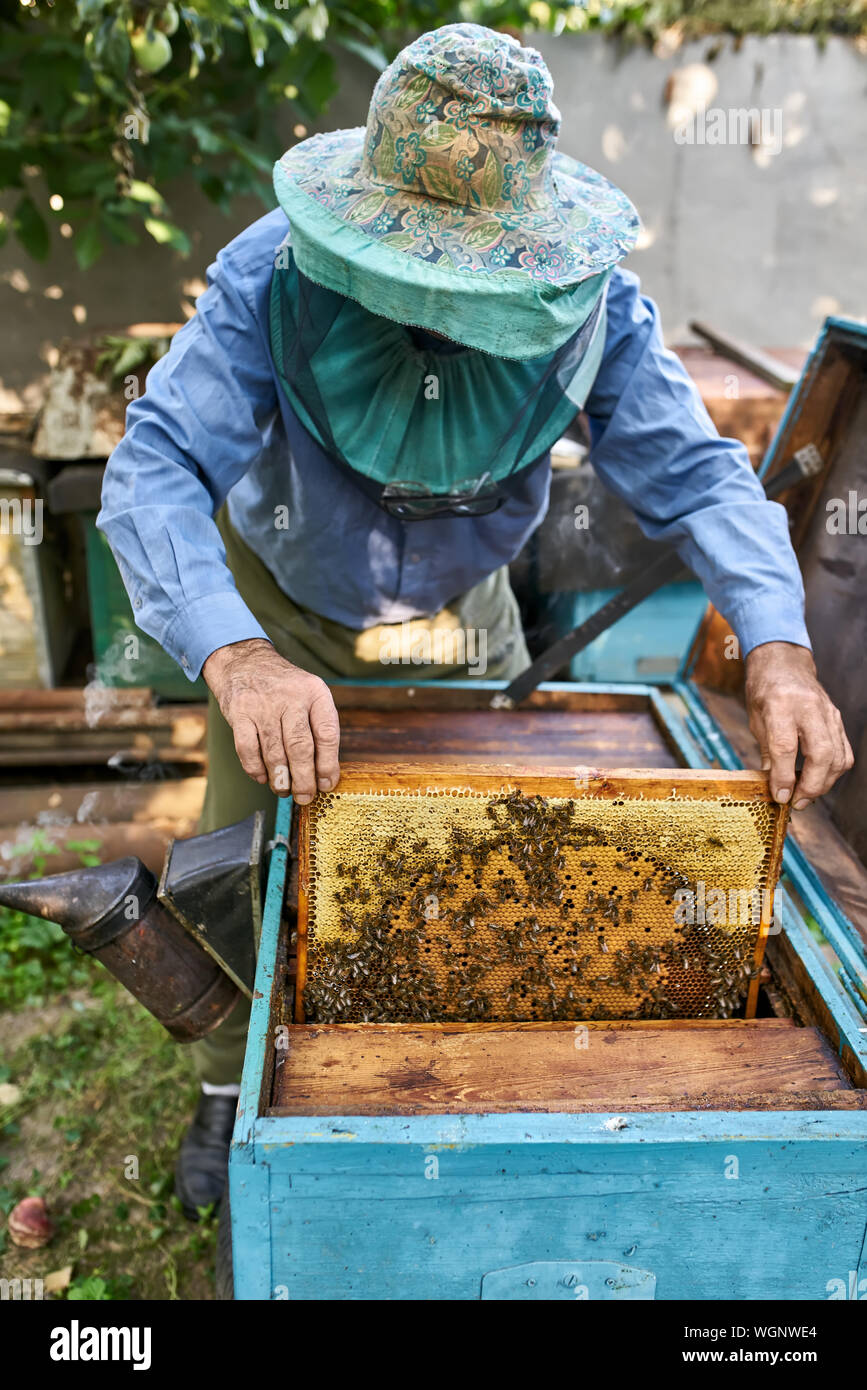 Homme dans un chapeau de protection coloré voile sort un rayon de miel dans  un cadre en bois avec beaucoup d'abeilles dans une ruche en plein air. Il y  a un fumeur