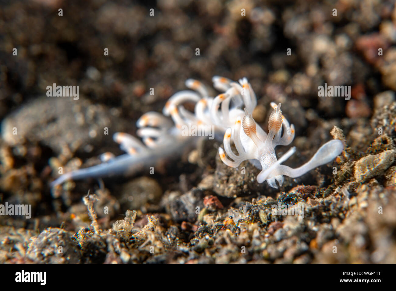 Un nudibranche translucide blanc avec de belles escargot rampe à travers les rhinophores orange botton d'un site de plongée de Tulamben, à Bali, Indonésie. Banque D'Images