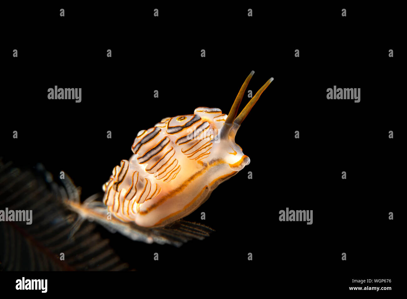 Un beigne nudibranch tourné dans la nuit montre sa forme unique et la couleur contre l'eau noire. Banque D'Images