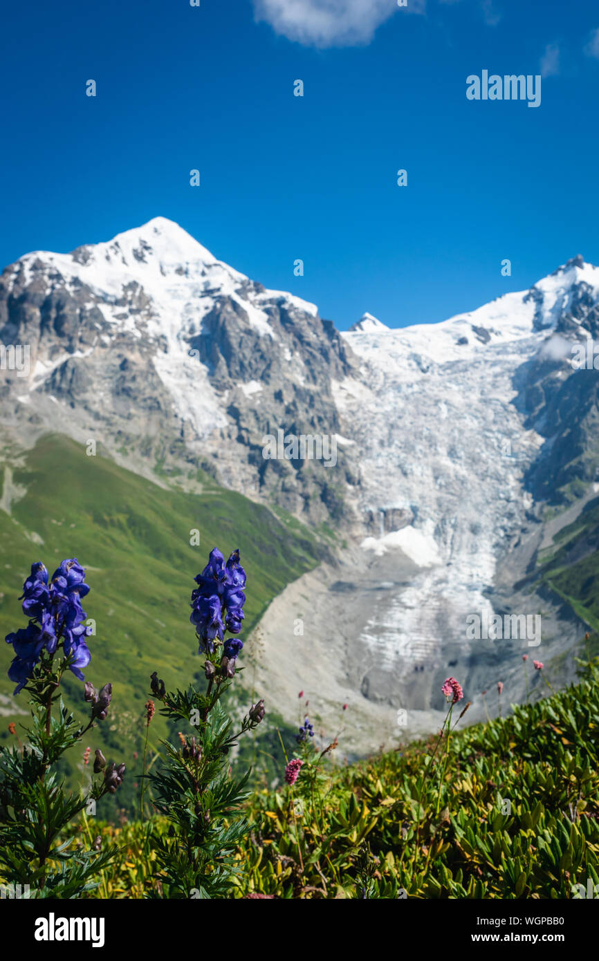 Paysage de Svaneti avec glacier et montagne dans le dos et des fleurs au premier plan, près de Mestia village dans la région de Svaneti, Georgia. Banque D'Images
