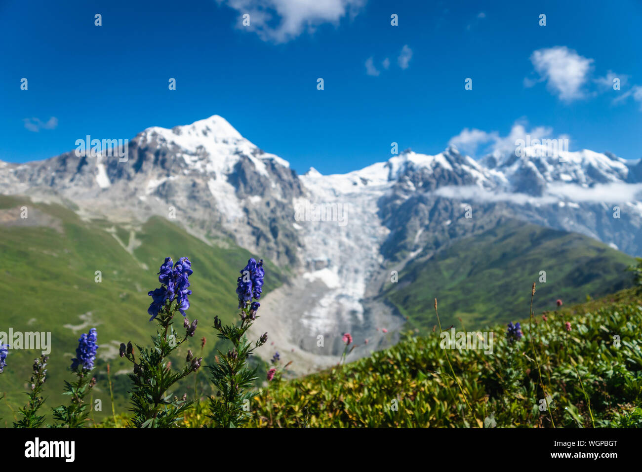 Paysage de Svaneti avec glacier et montagne dans le dos et des fleurs au premier plan, près de Mestia village dans la région de Svaneti, Georgia. Banque D'Images