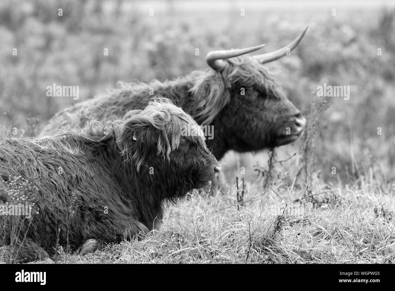 Vue latérale des bovins Highland assis sur terrain Banque D'Images
