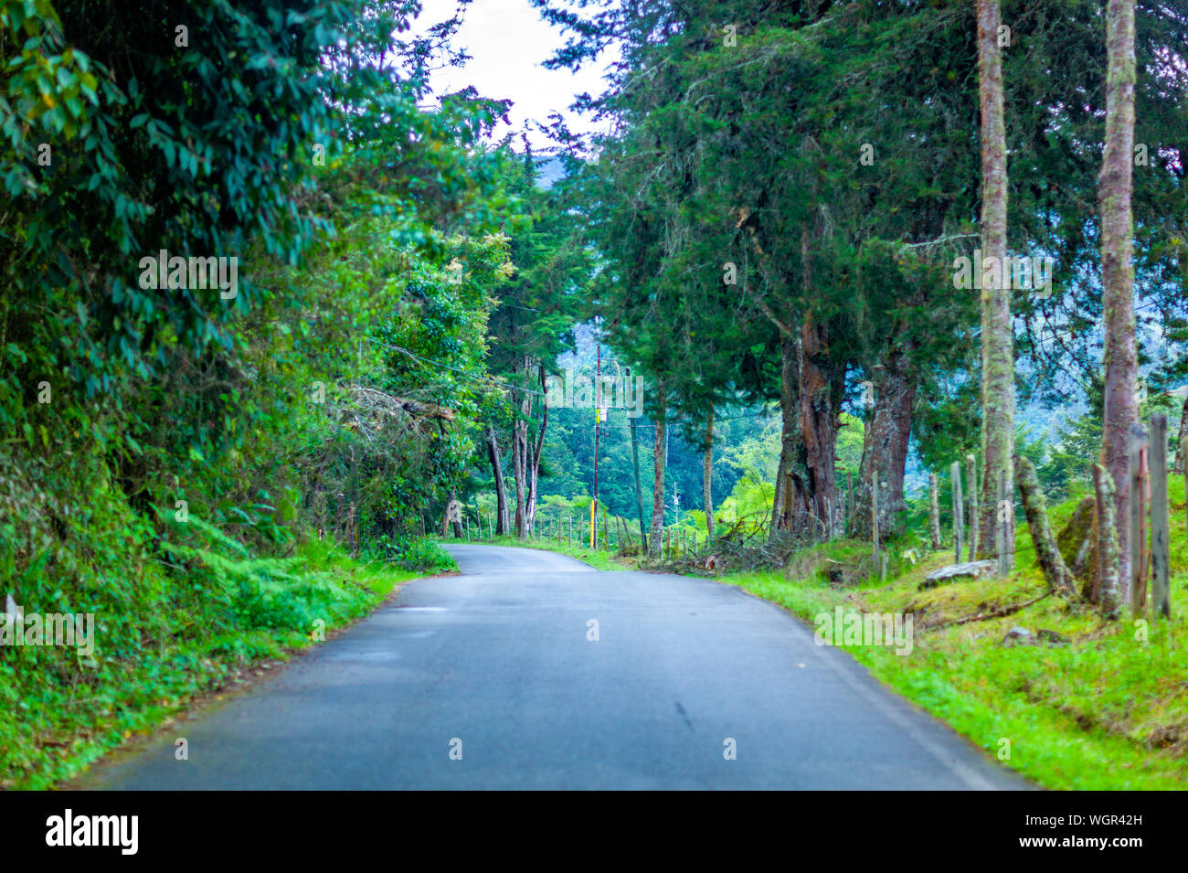 Route asphaltée à travers les montagnes et belle forêt de Jardín, Antioquia, Colombie Banque D'Images