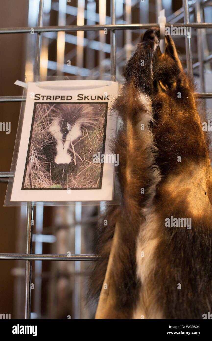 Une photo d'une mouffette rayée à côté d'une Skunk fur de la Oregon State Fair à Salem, Oregon, USA. Banque D'Images