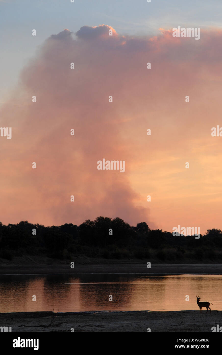 Coucher de soleil sur le parc de South Luangwa Mfuwe,, Zambie. Banque D'Images