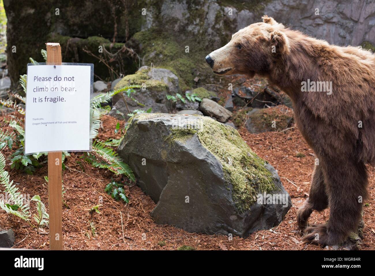 Un regard d'un ours de taxidermie sur l'affichage à l'Oregon State Fair à Salem, Oregon, USA. Banque D'Images