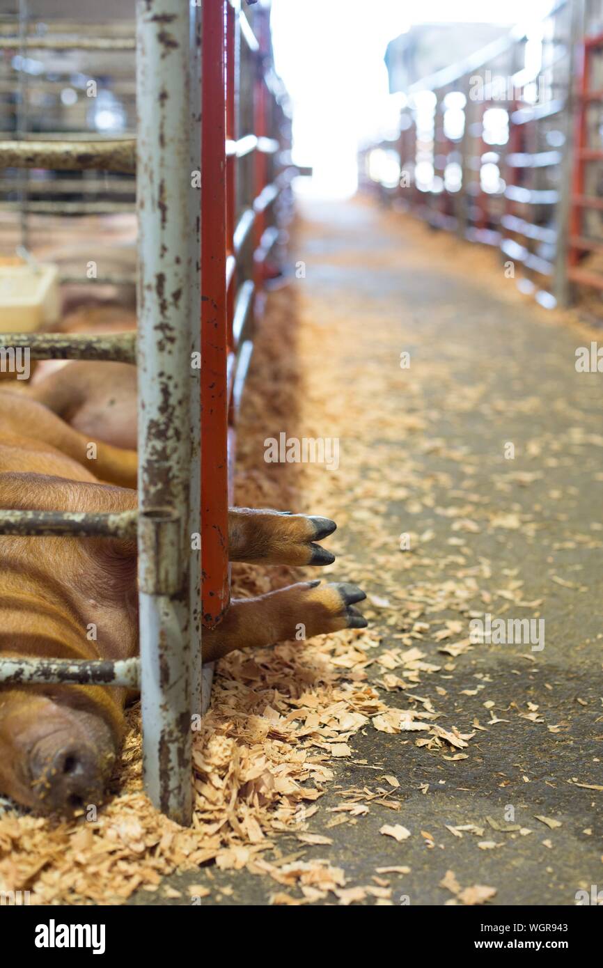 Pieds de porcs d'un bâton d'une cage, de la Oregon State Fair à Salem, Oregon, USA. Banque D'Images