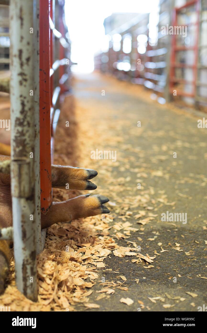 Pieds de porcs d'un bâton d'une cage, de la Oregon State Fair à Salem, Oregon, USA. Banque D'Images
