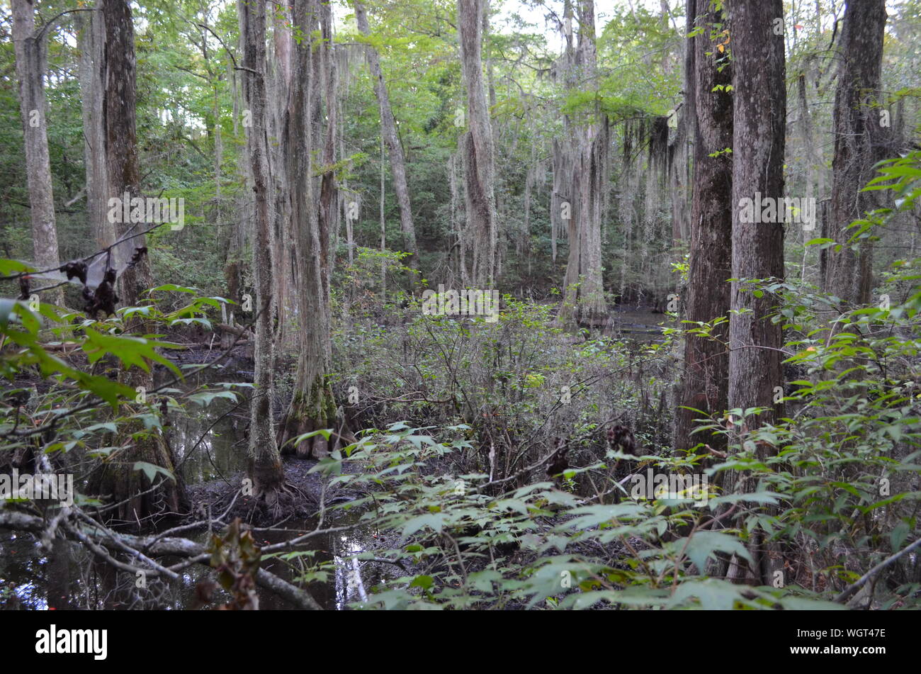 Avec des cyprès de marais, la mousse espagnole, et web géant Banque D'Images