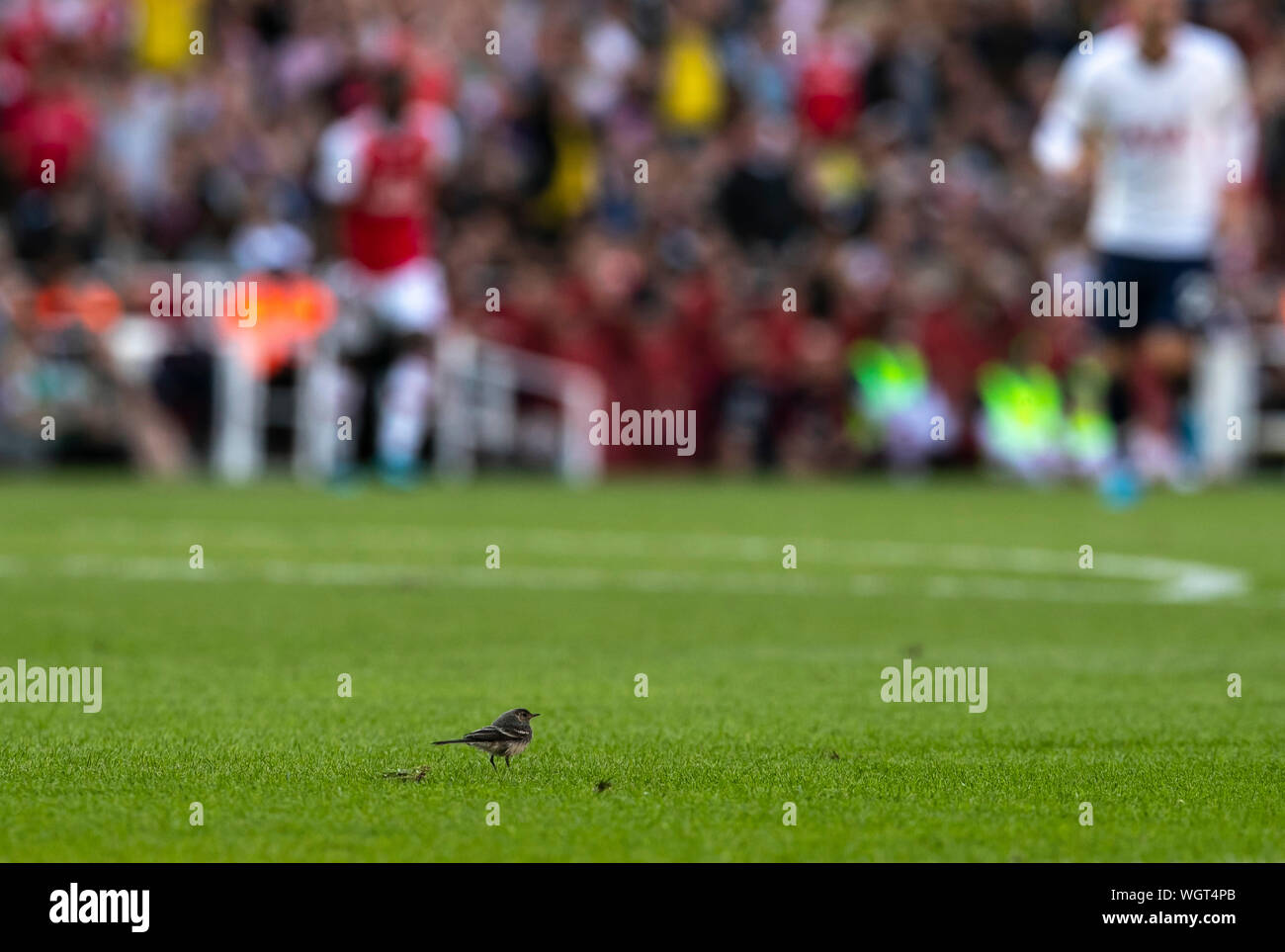 Londres, Royaume-Uni. Du 1er septembre 2019. Un oiseau est vu sur le terrain au cours de la Premier League anglaise Derby du nord de Londres entre Arsenal et Tottenham Hotspur à l'Emirates Stadium à Londres, Angleterre le 1 septembre 2019. Credit : Han Yan/Xinhua/Alamy Live News Banque D'Images