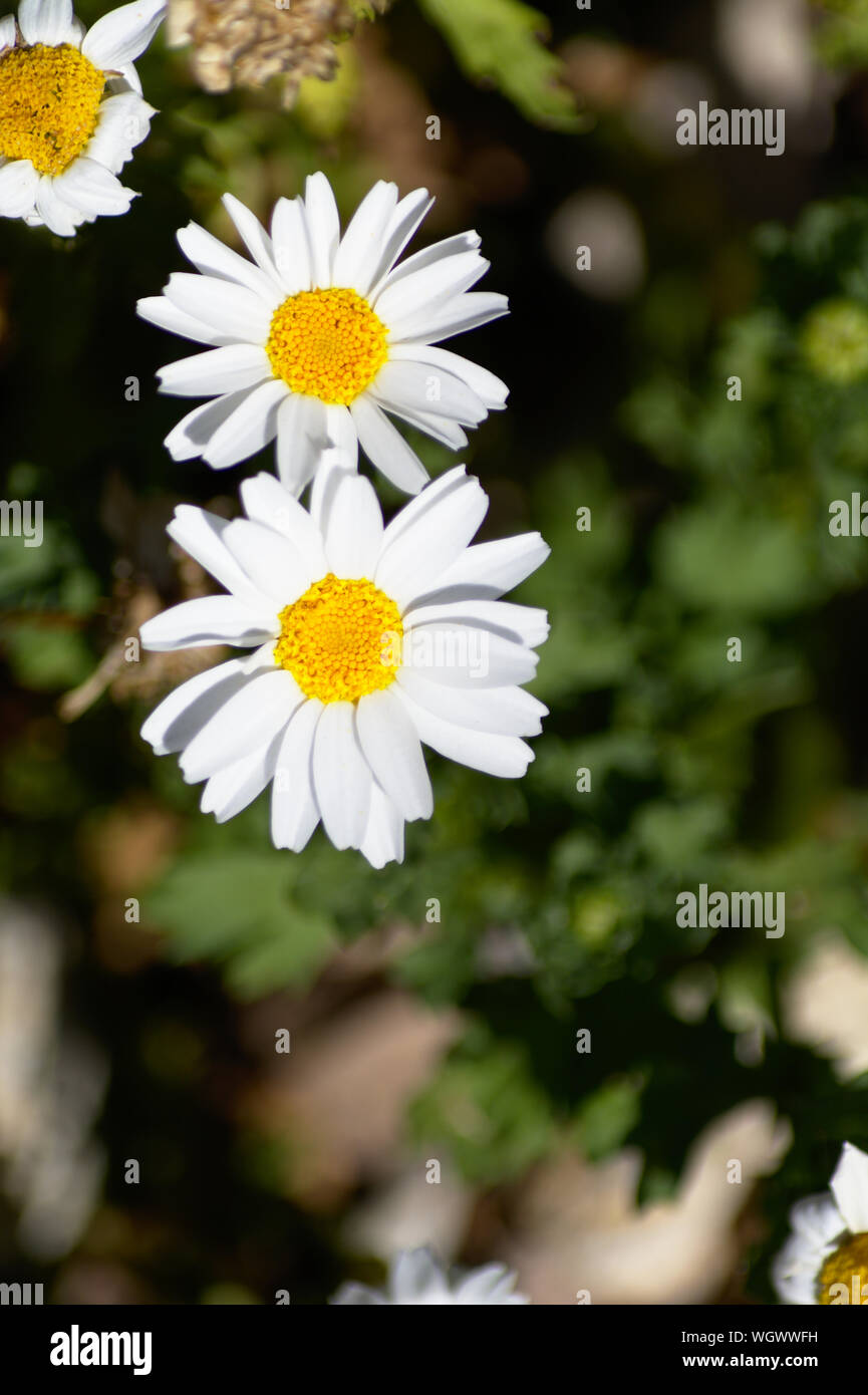 Fleurs Daisy dans le soleil Banque D'Images