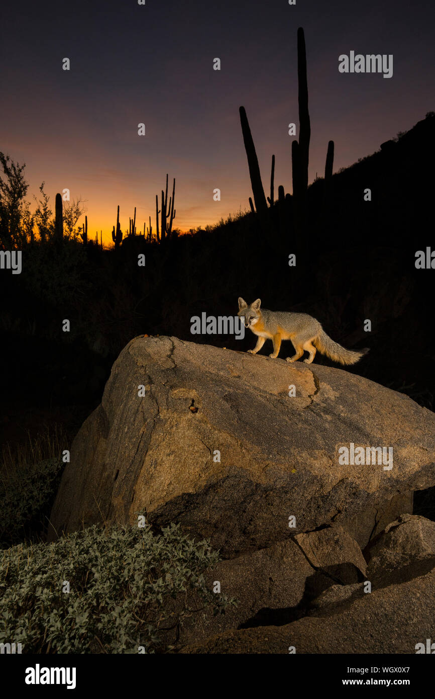 Le renard roux dans la nuit, les montagnes Tortolita, Marana, AZ Banque D'Images