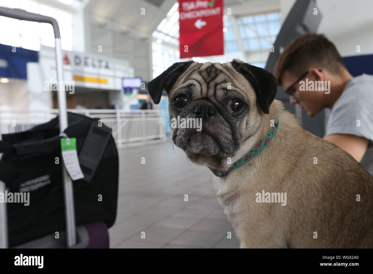 Un pug semble inquiète au sujet des déplacements à l'aéroport de La Guardia Banque D'Images