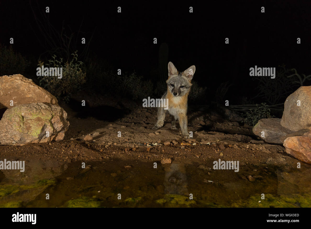 Le renard roux dans la nuit, les montagnes Tortolita, Marana, AZ Banque D'Images