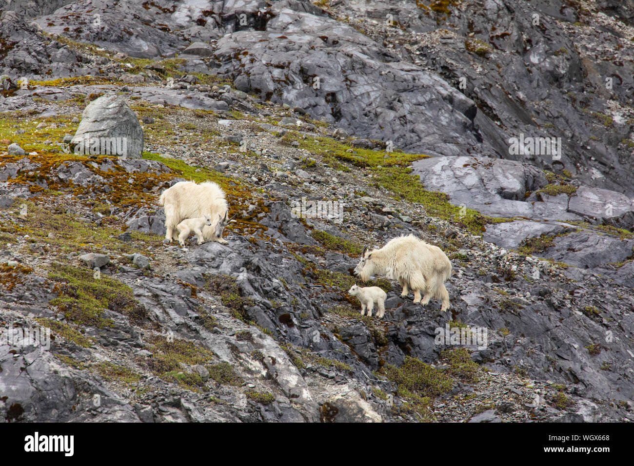 La chèvre de montagne, Glacier Bay National Park, Alaska. Banque D'Images