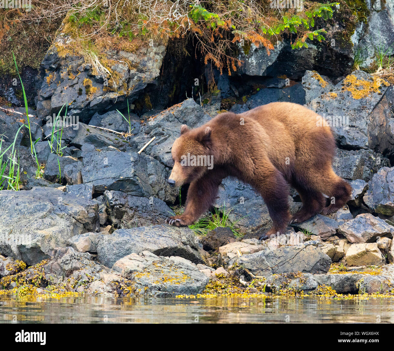 Ours brun, la Forêt nationale de Tongass en Alaska. Banque D'Images
