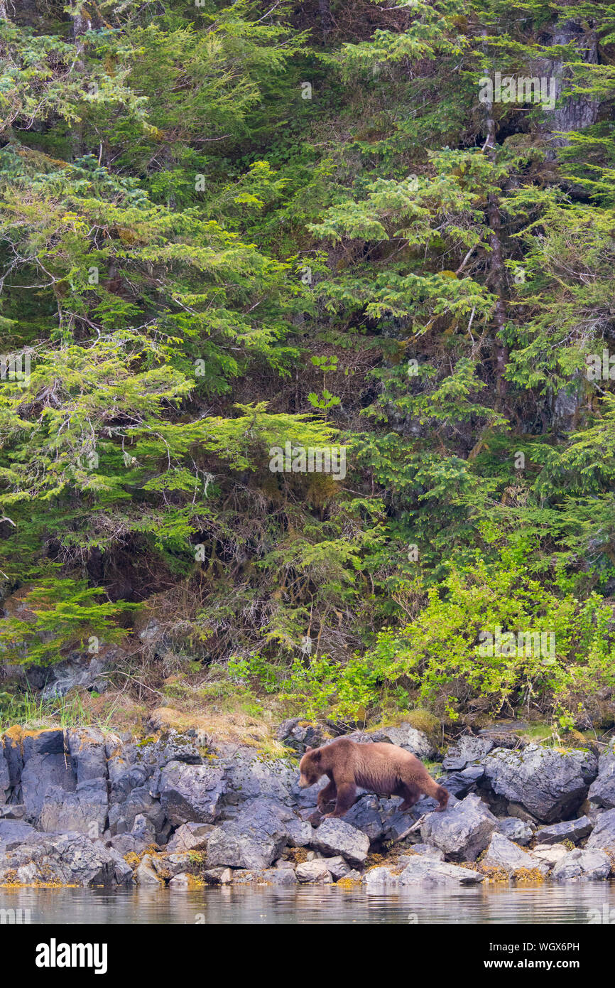 Ours brun, la Forêt nationale de Tongass en Alaska. Banque D'Images