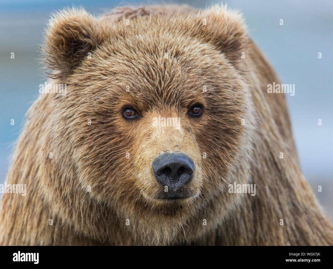 Brown / Grizzli, Lake Clark National Park, Alaska. Banque D'Images