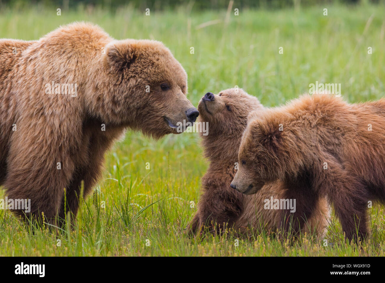 Ours brun avec oursons, Lake Clark National Park, Alaska. Banque D'Images