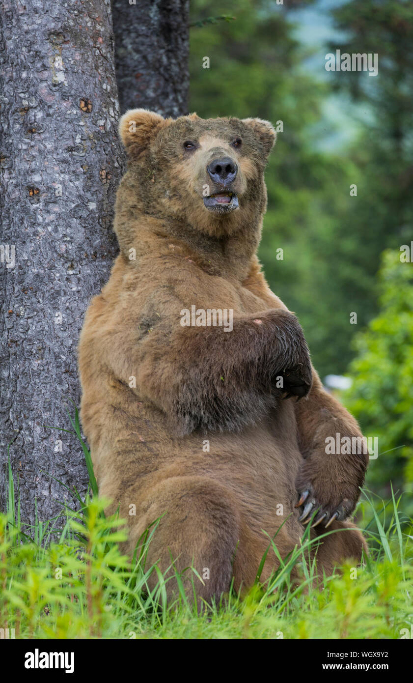 Brown / Grizzli, Lake Clark National Park, Alaska. Banque D'Images