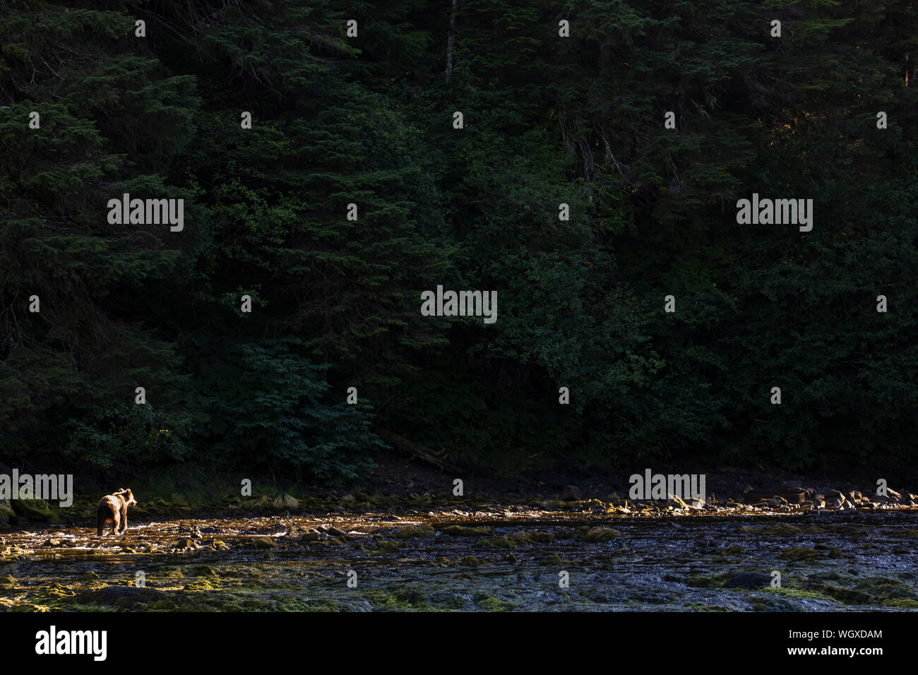 L'ours brun, de l'Île Chichagof, la Forêt Nationale Tongass en Alaska. Banque D'Images