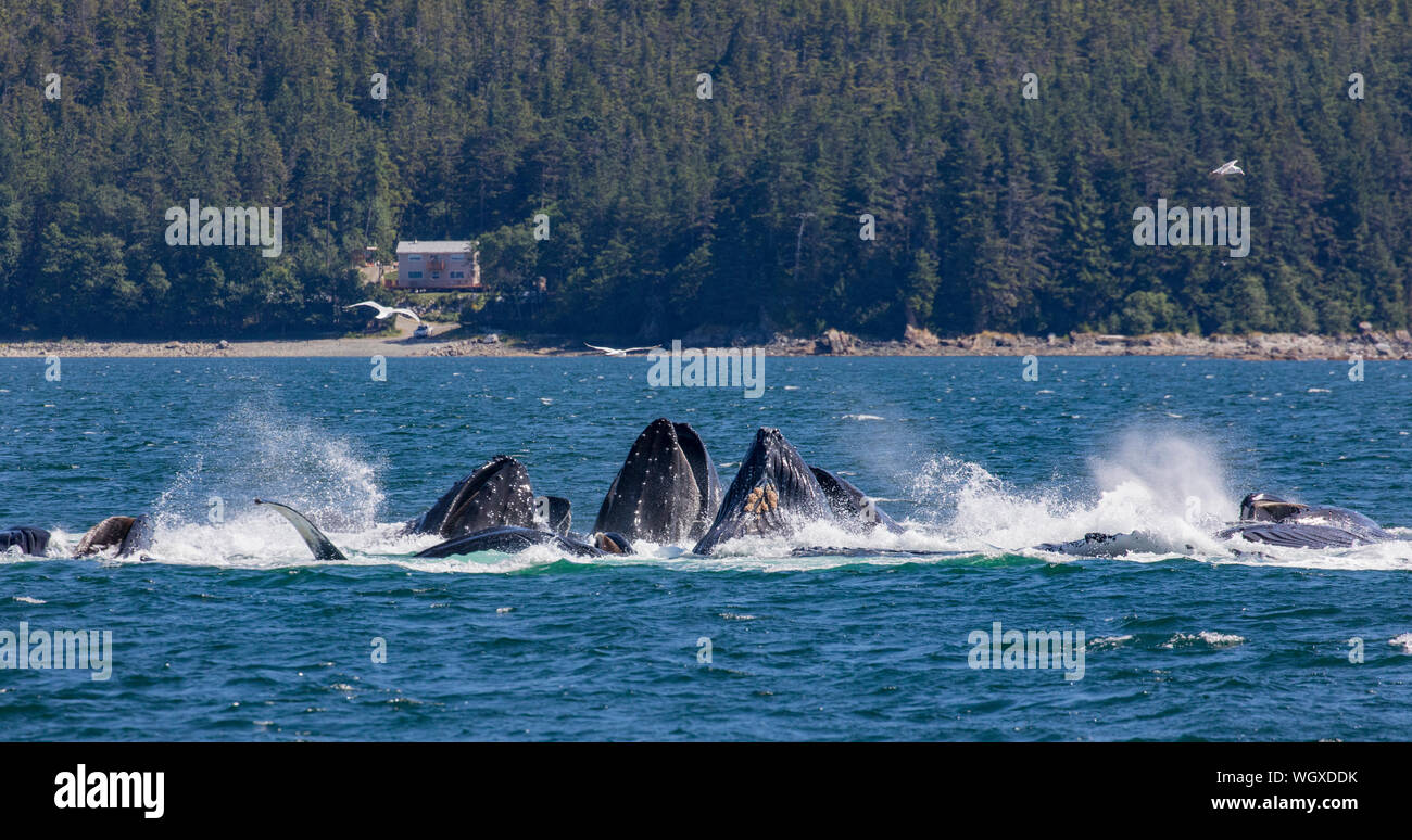 Les baleines à bosse, la Forêt Nationale Tongass en Alaska. Banque D'Images
