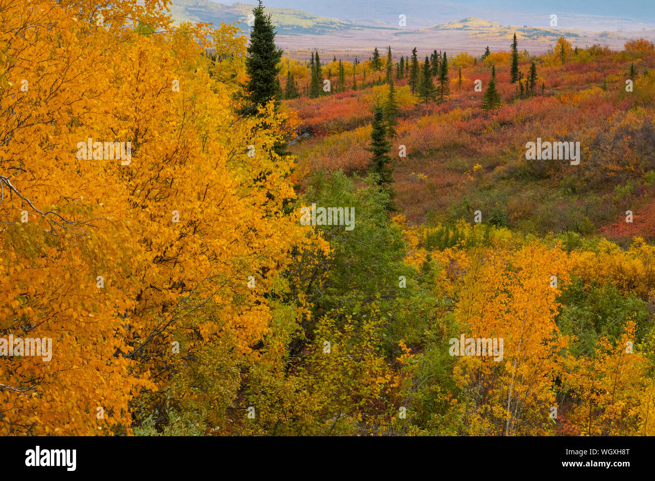 Couleurs d'automne le long de la Dalton Highway, en Alaska. Banque D'Images