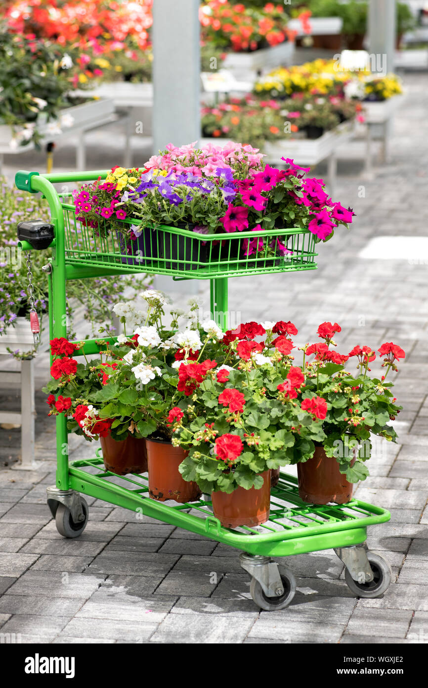 Panier Vert laden avec une sélection de fleurs en pots colorés différents prêts pour commander dans un passage dans une pépinière dans un close up vi Banque D'Images