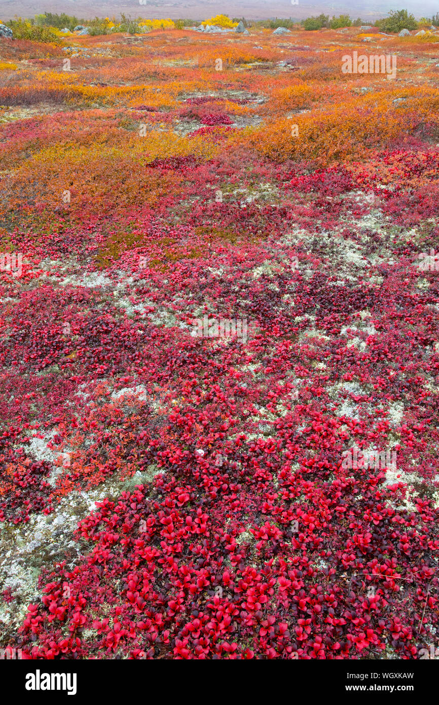 Couleurs d'automne le long de la Dalton Highway, en Alaska. Banque D'Images