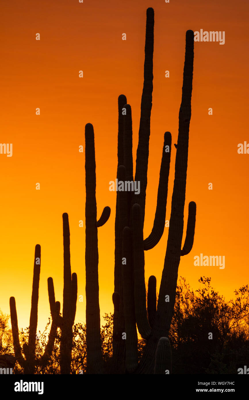 Coucher de Tortolita dans les montagnes, Marana, près de Tucson, en Arizona. Banque D'Images