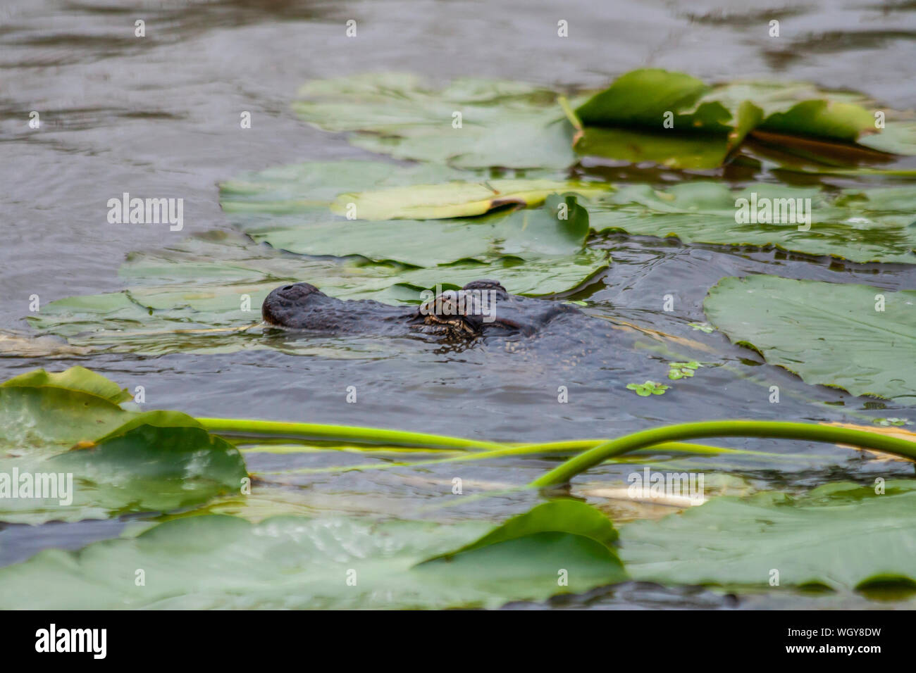 Alligator Swamp en natation de nénuphar Banque D'Images