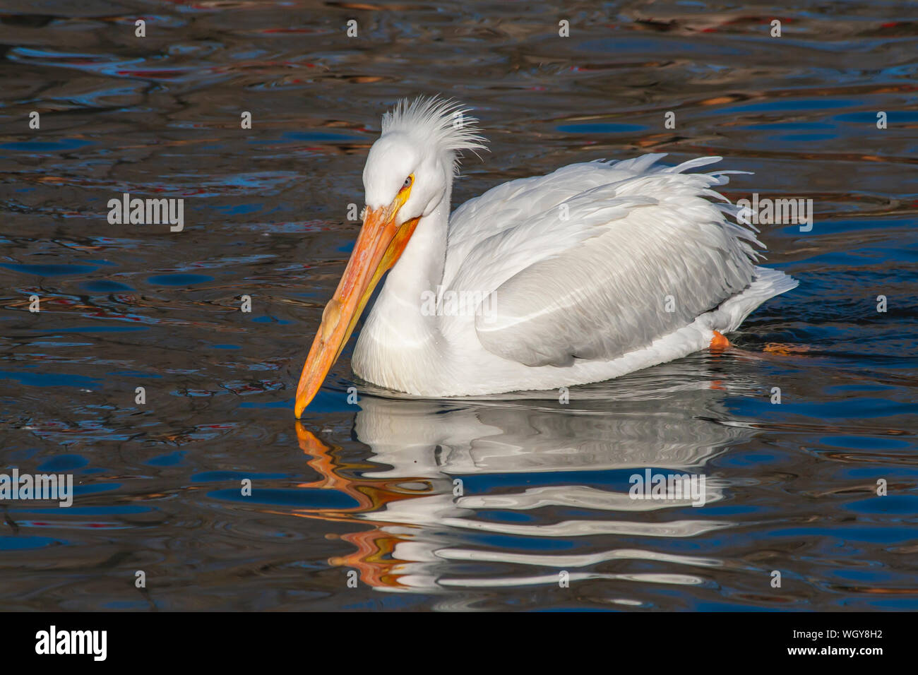 Pélican blanc natation dans la fraîcheur de l'étang à Salt Lake City Utah Banque D'Images