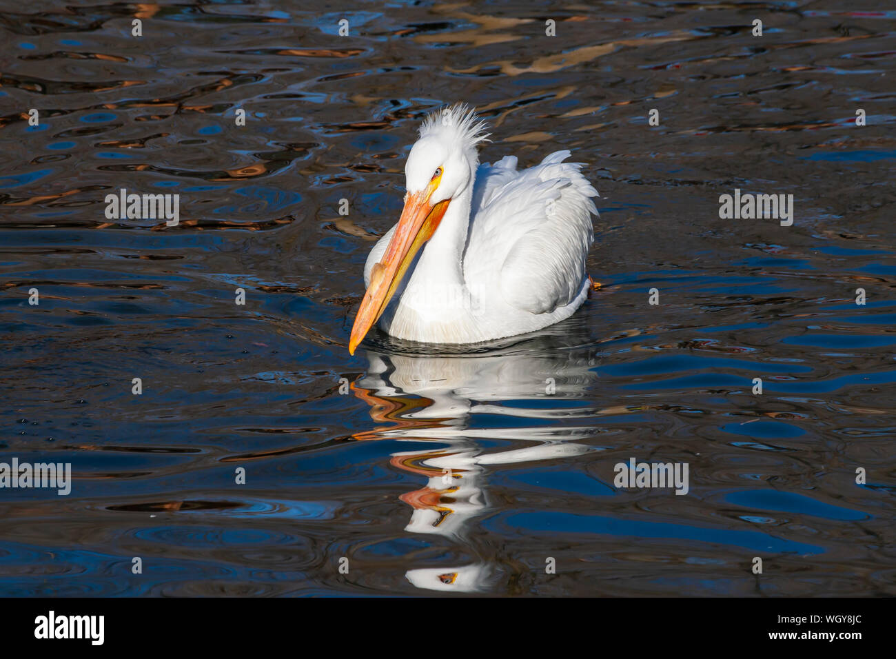 Pélican blanc natation dans la fraîcheur de l'étang à Salt Lake City Utah Banque D'Images