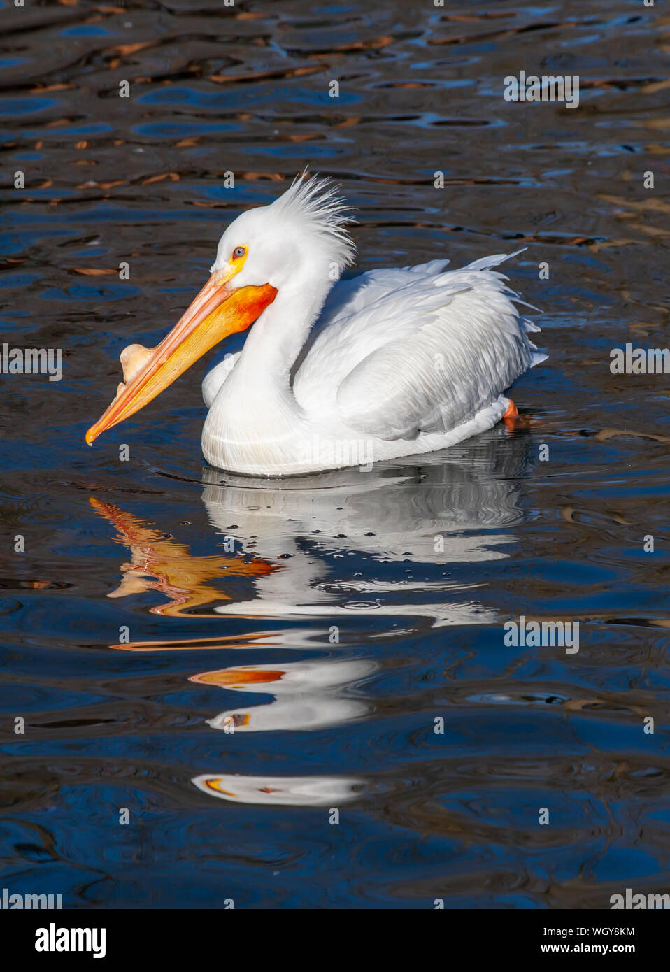 Pélican blanc natation dans la fraîcheur de l'étang à Salt Lake City Utah Banque D'Images