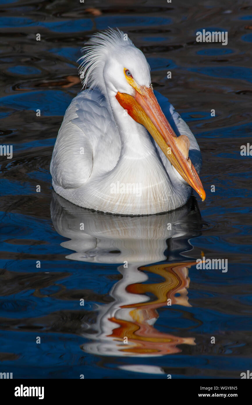 Pélican blanc natation dans la fraîcheur de l'étang à Salt Lake City Utah Banque D'Images