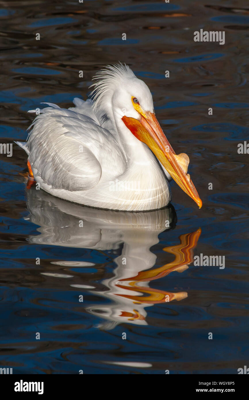 Pélican blanc natation dans la fraîcheur de l'étang à Salt Lake City Utah Banque D'Images