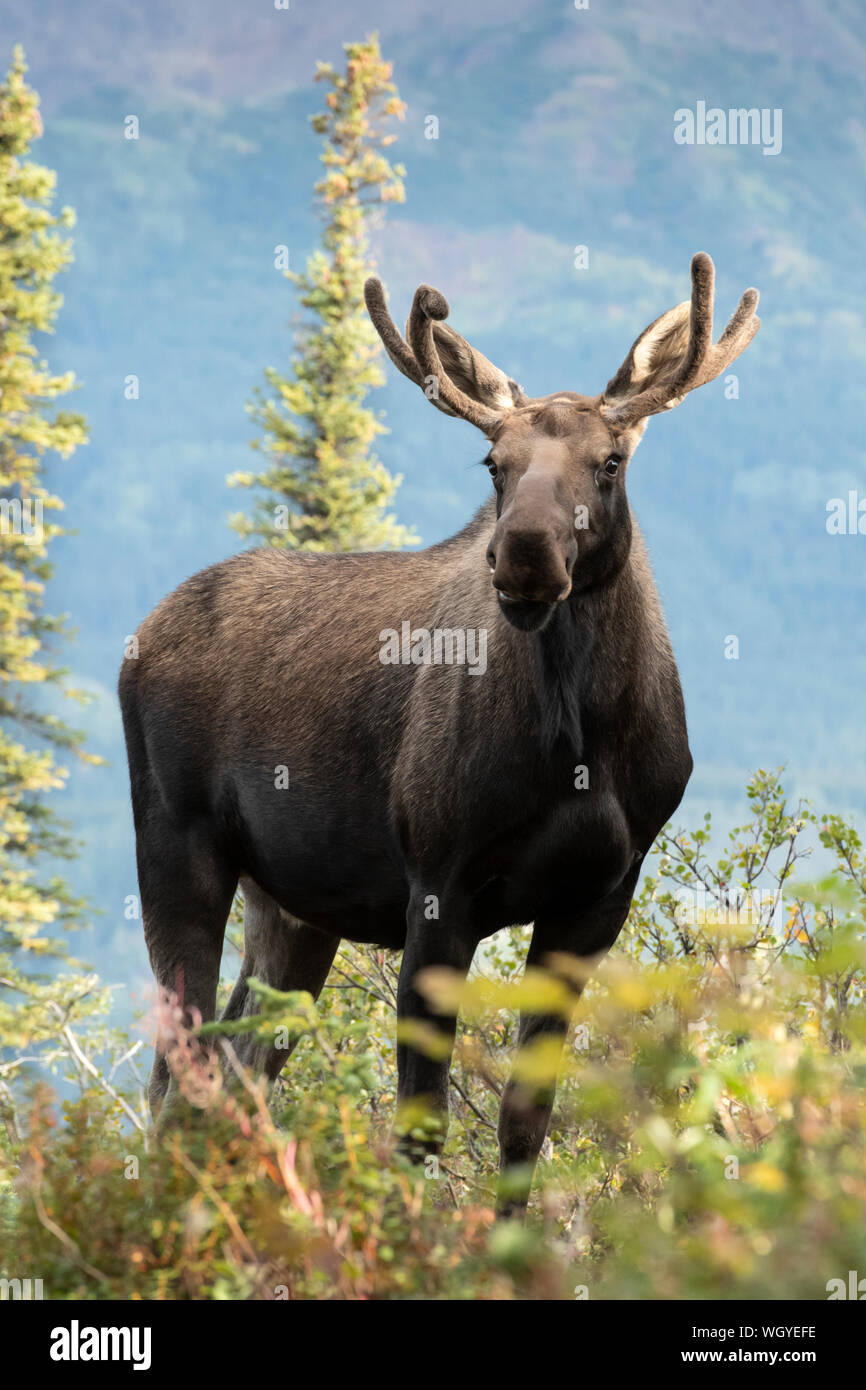 Amérique du Nord ; United States ; Alaska, Denali National Park ; faune ; ; l'Orignal Alces alces gigas ; velours de cervidés, printemps, Banque D'Images