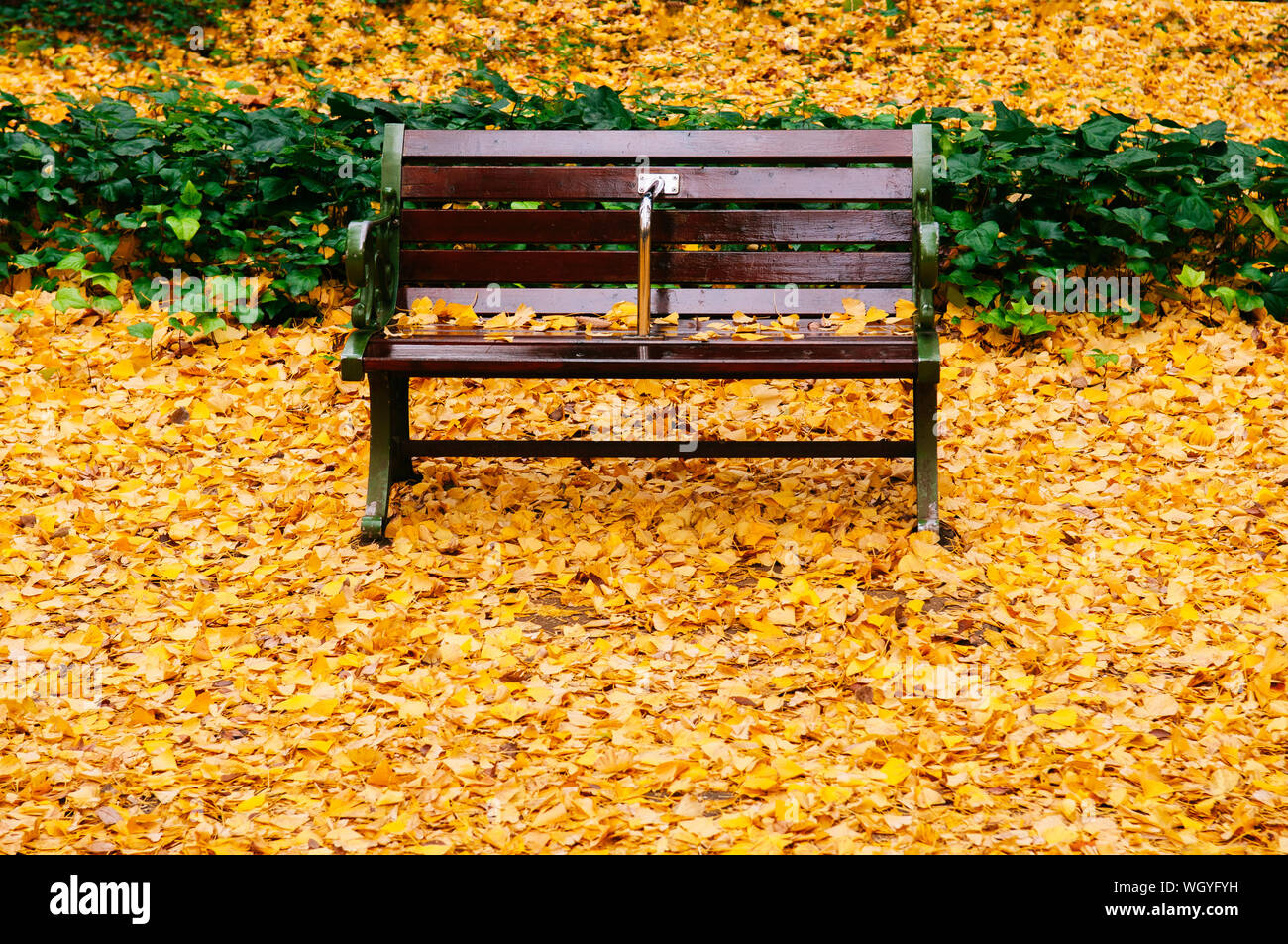 Feuilles de ginkgo jaune vif entièrement couverte et terrain vintage banc en bois à l'automne - belle saison l'évolution de parc ou d'espace en plein air dans la nature Banque D'Images