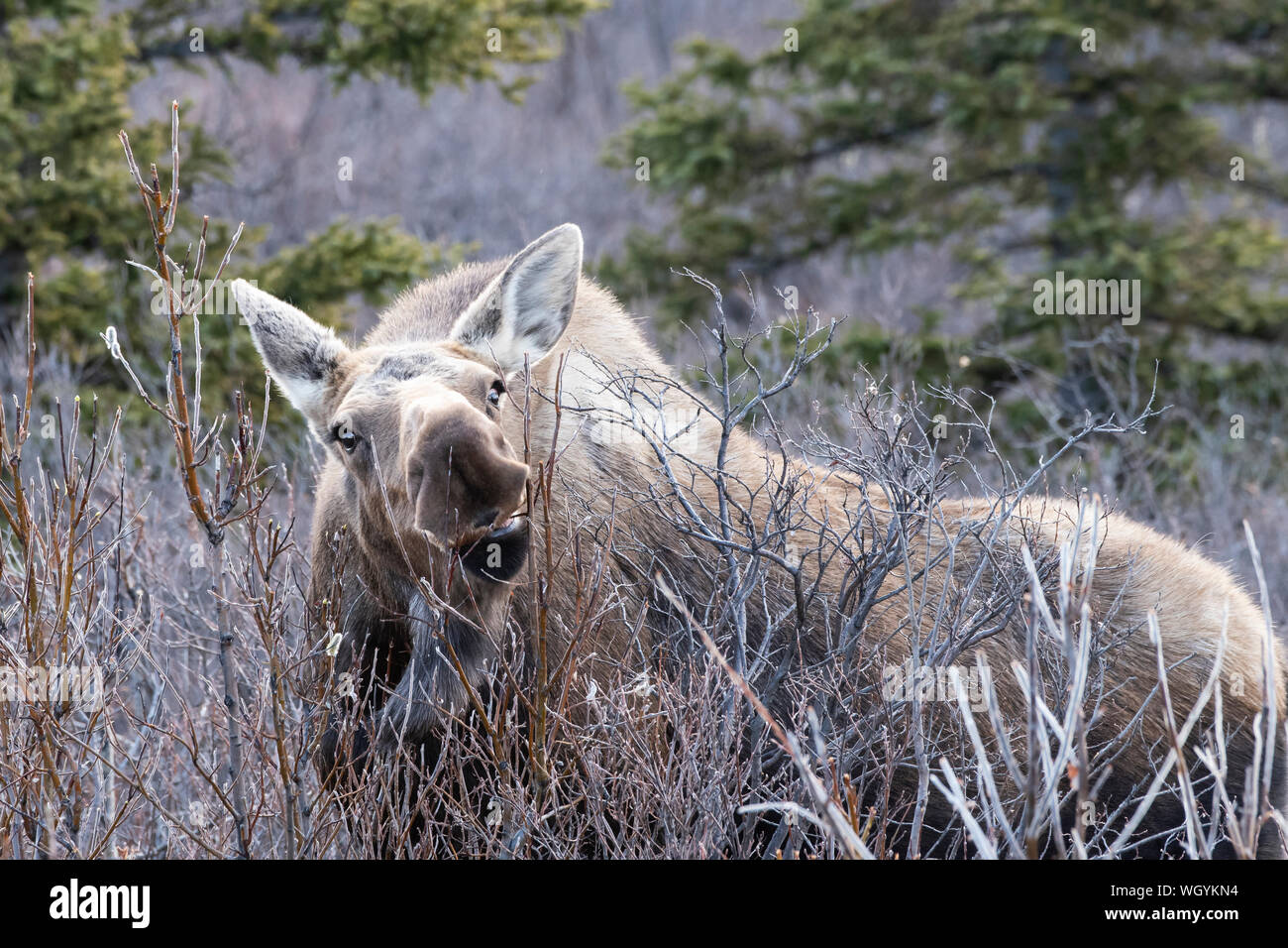 Amérique du Nord ; United States ; Alaska, Denali National Park ; faune ; ; l'Orignal Alces alces gigas ; vache ; parcourt Banque D'Images